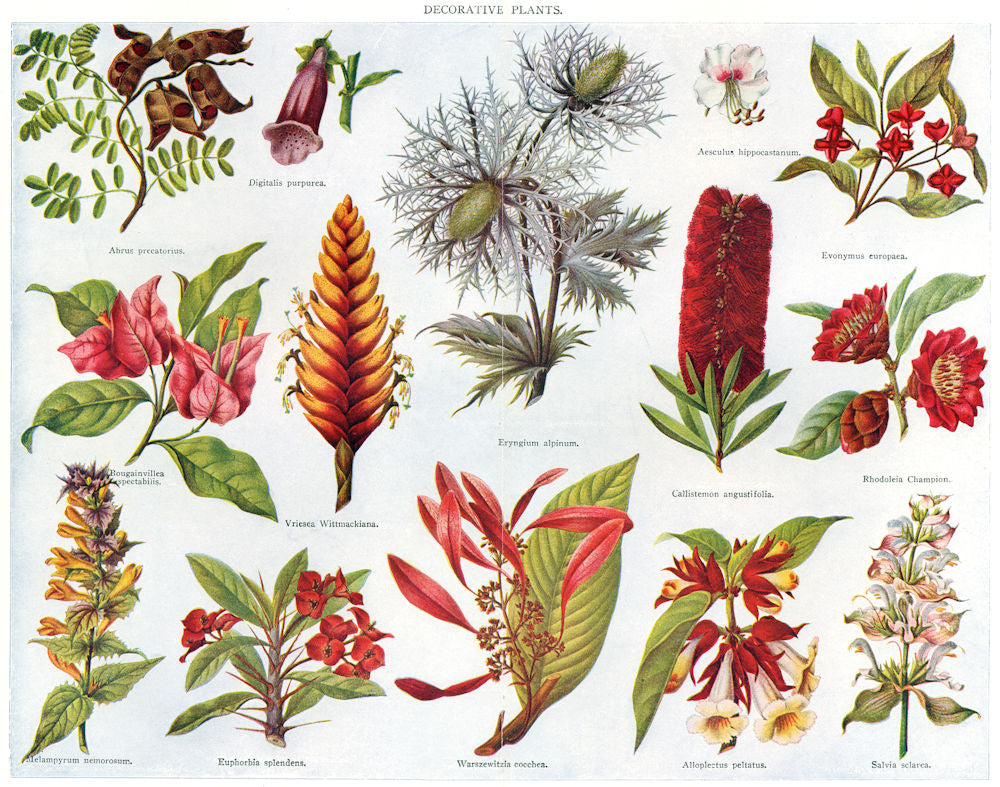 PLANTS. Digitalis Abrus Bougainvillea Vriesea Eryngium Evonymus Rhodoleia 1907
